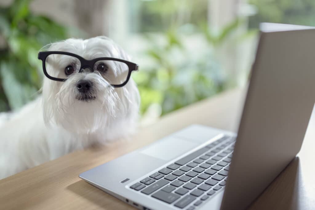 Hund schaut auf PC