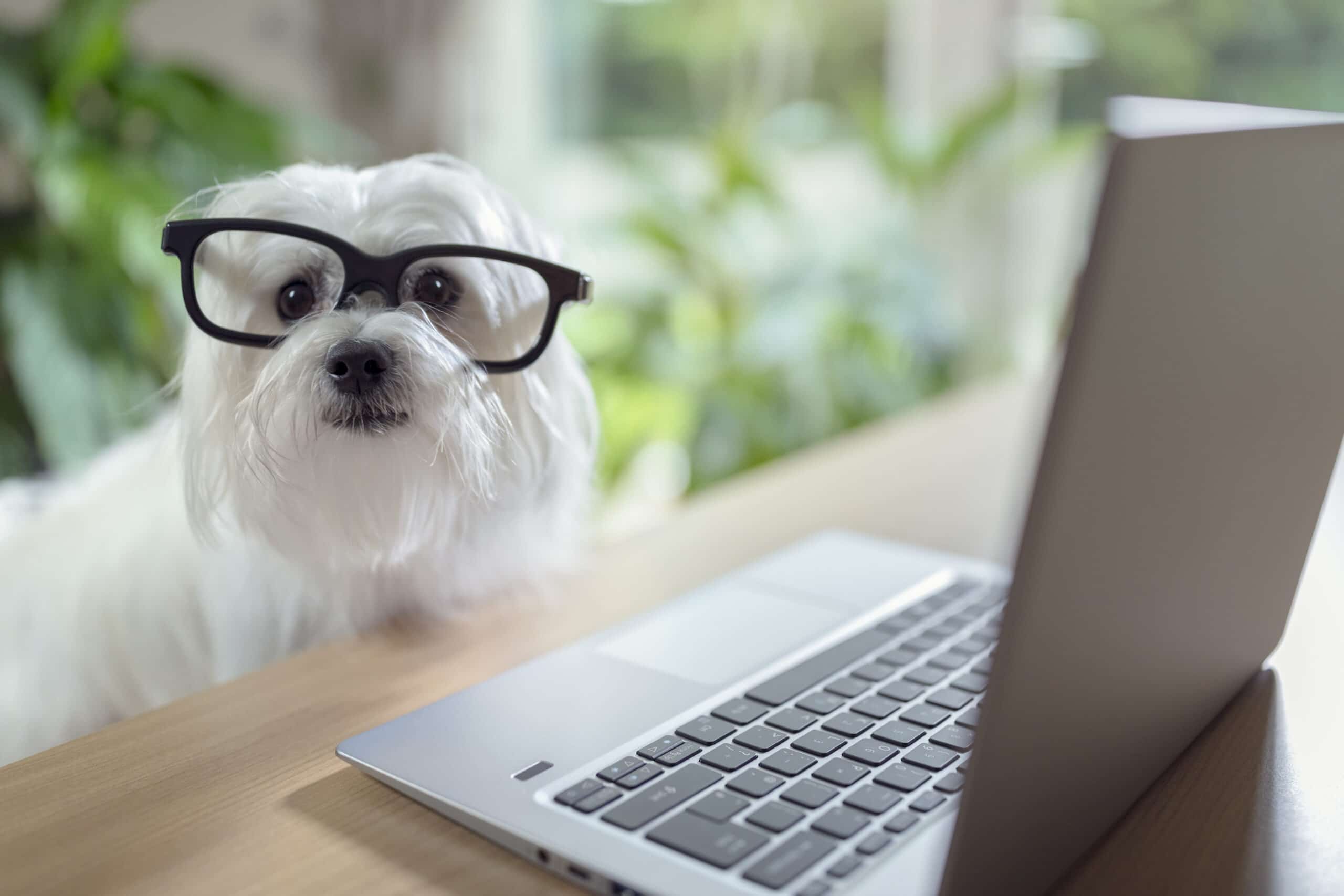 Hund schaut auf PC